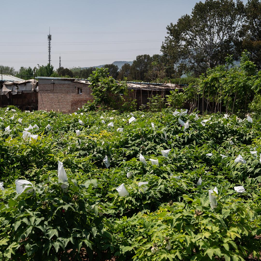 kl_peony_active-ingredient_field_plant_2019 -16-